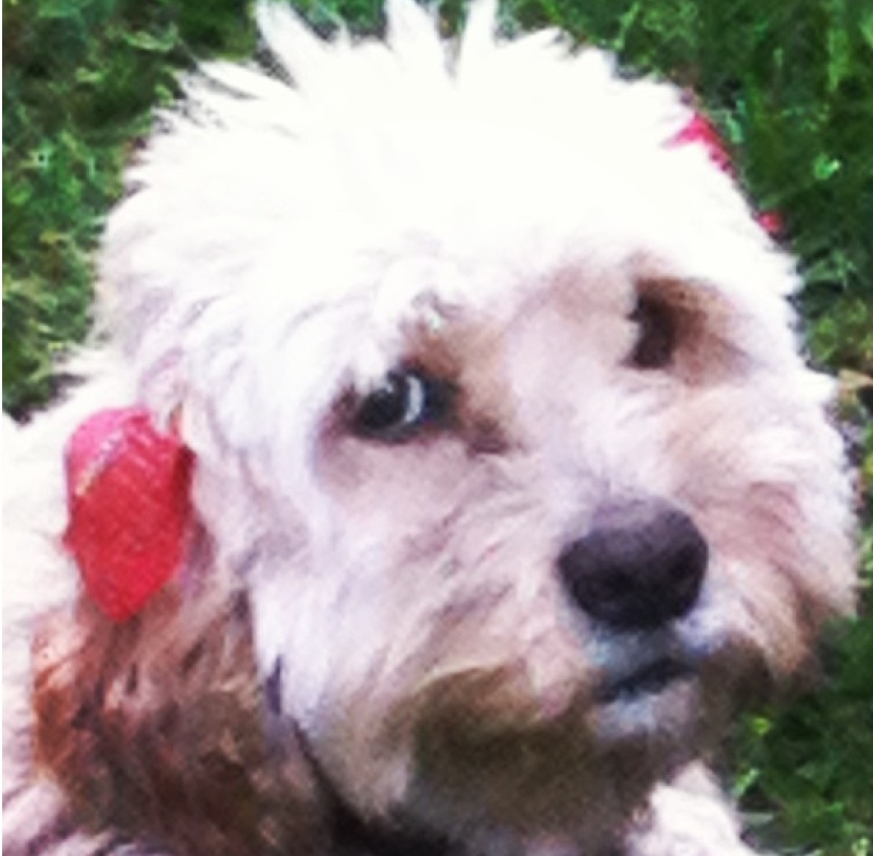 flower names for dogs flower name for flower names for dogs flower name for