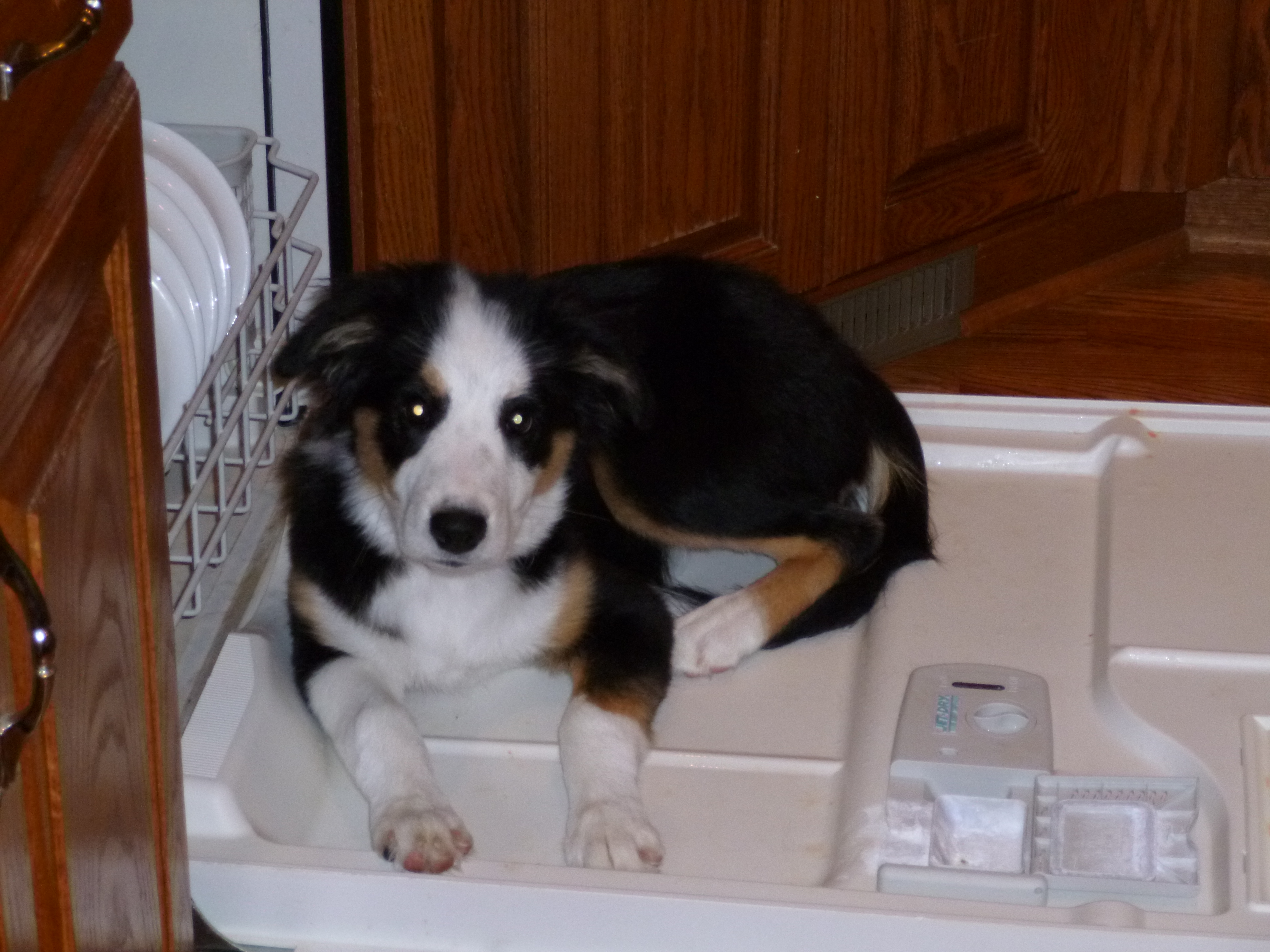 Stella Dog name for Female