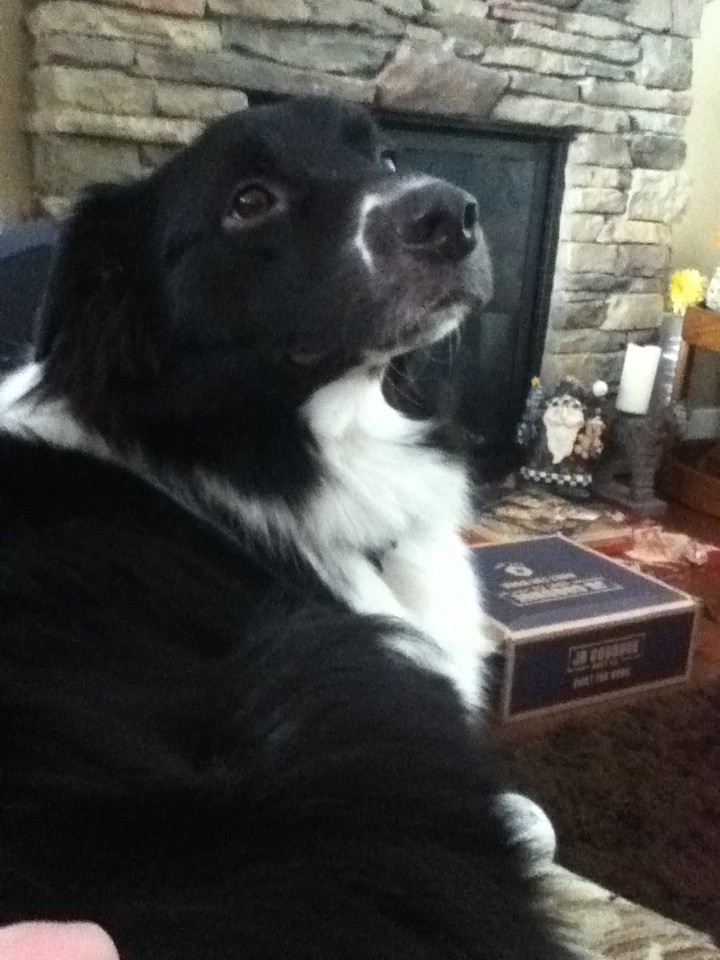 How Many Syllables Should A Dog Name Be How Many Syllables Should A Dog Name Be