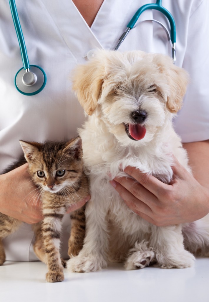 cat and dog