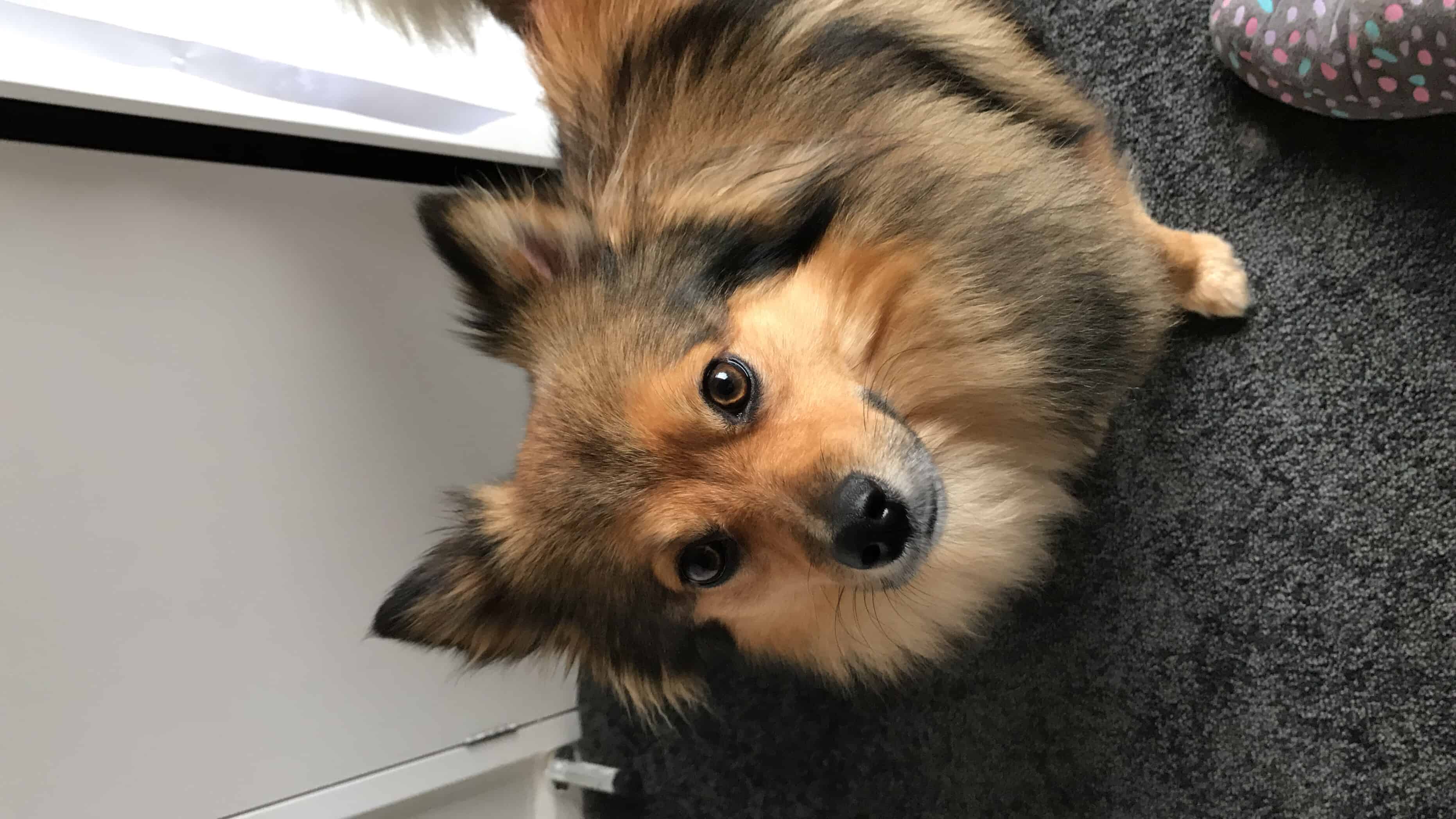How Many Syllables Should Be In A Dog S Name How Many Syllables Should Be In A Dog S Name