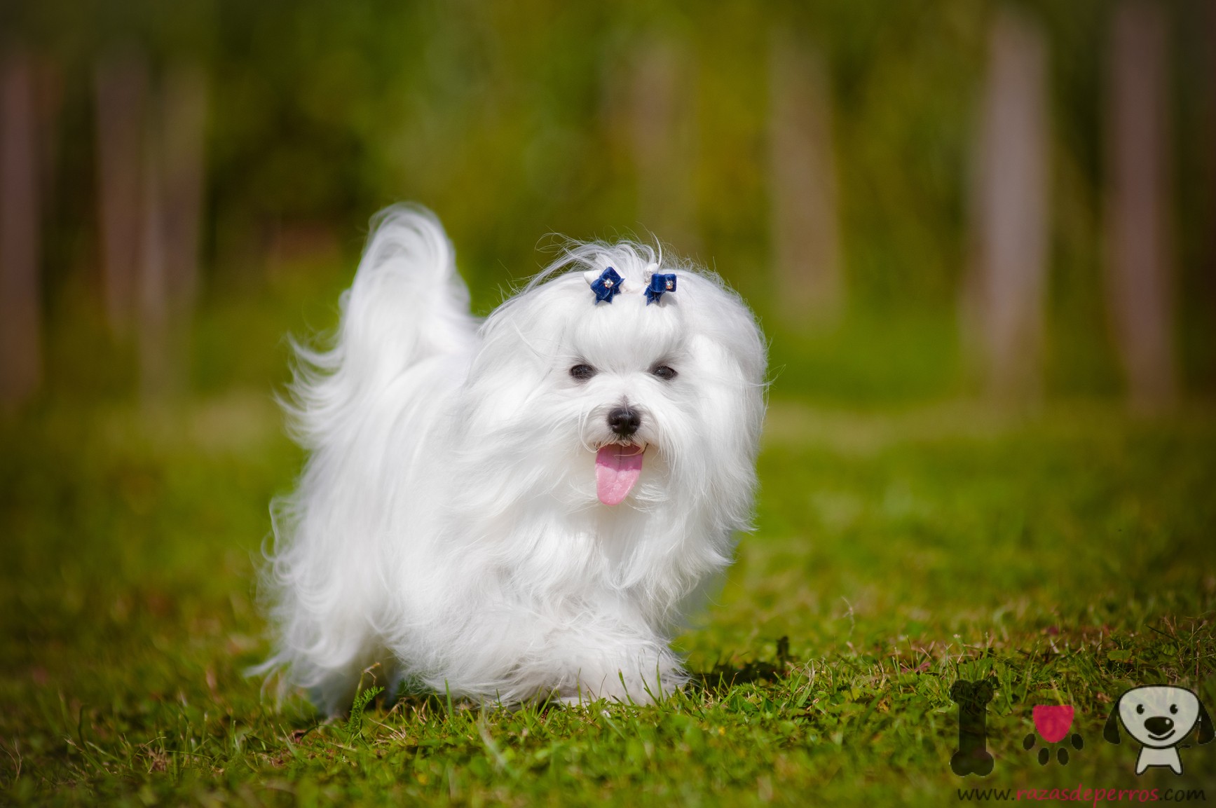 Good Small Dog For Allergies Good Small Dog For Allergies