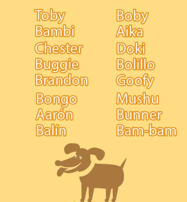 Male Dog Names Dognames Info