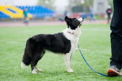Black and white border collie