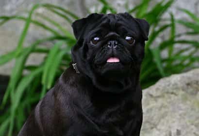 Black dog pug
