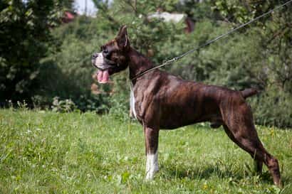 Black boxer names