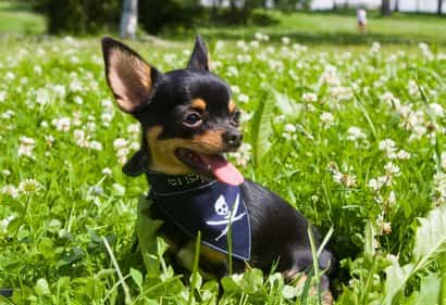 Black chihuahua puppy