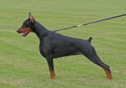 Black doberman names