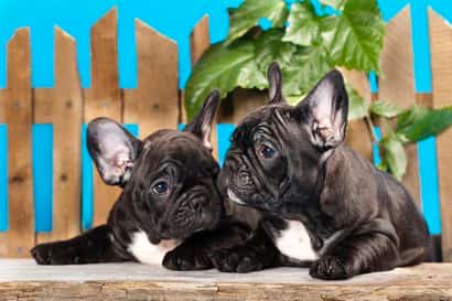 Two puppies french bulldog