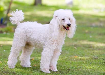 White poodle adult