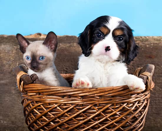 White and black dog with a cat