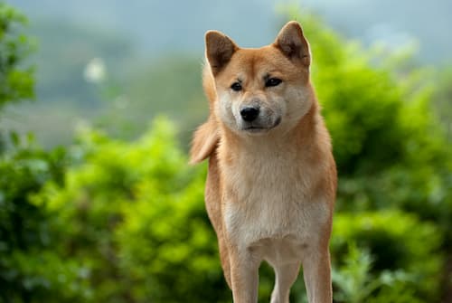 Akita dog russian