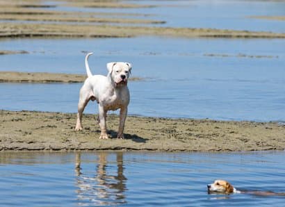 Better large dog names