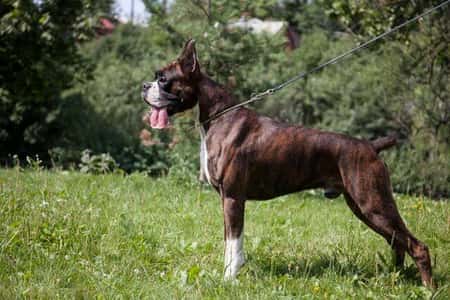 Boxer black dog male