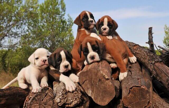 Resultado de imagen para boxer dogs