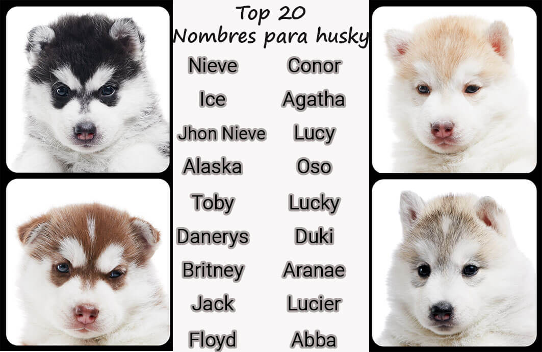 Кличка для хаски мальчика. Красивые имена для собак девочек. Имя для щенка. Клички для собак мальчиков хаски. Собачьи имена для девочек.