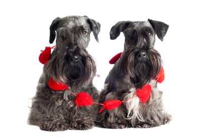 original dog names cesky terrier