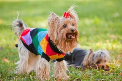 popular breed yorkshire terrier