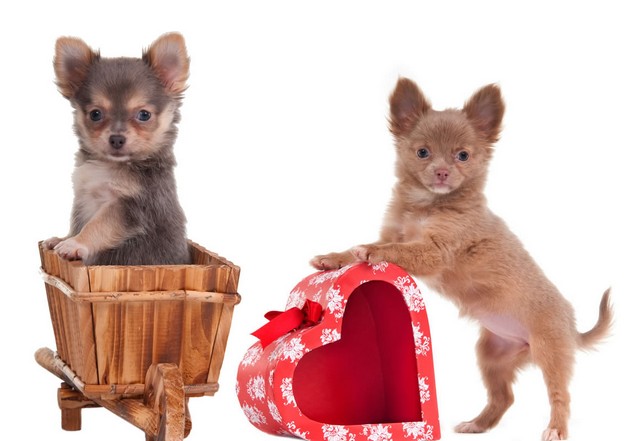 two chihuahua puppies