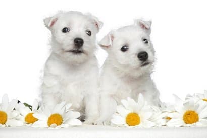 two-white-westy-puppies