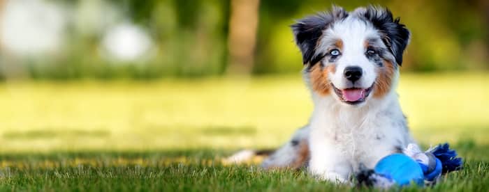Australian shepherd puppy with 2 months