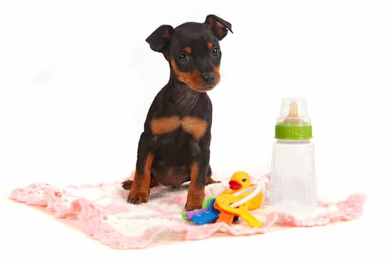 doberman puppy