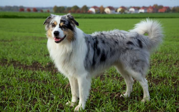 female Australian shepherd