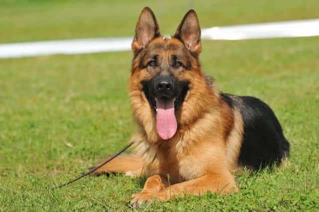 german male shepherd with tongue out