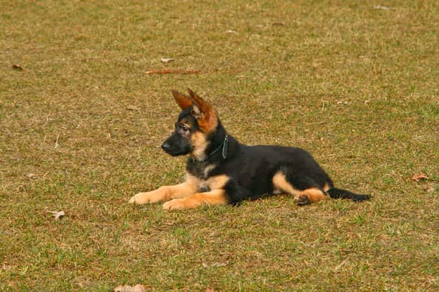 german shepherd dog names