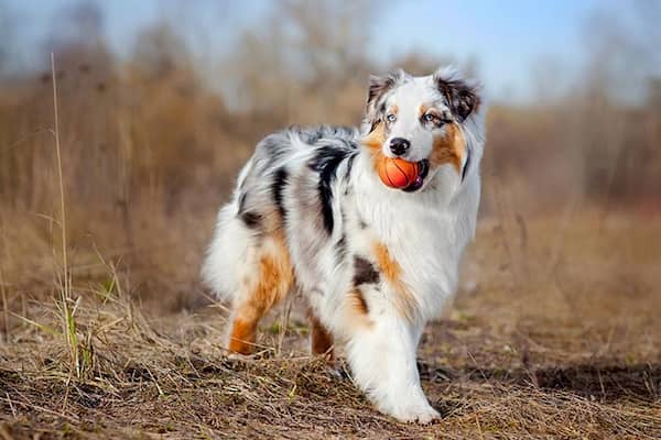 male Australian shepherd