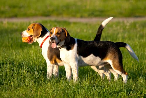 male and female beagle dog