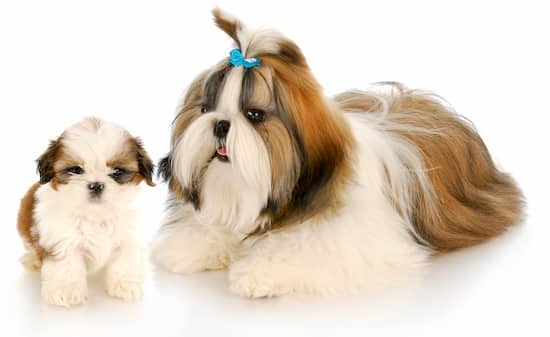 shih tzu adult with puppy
