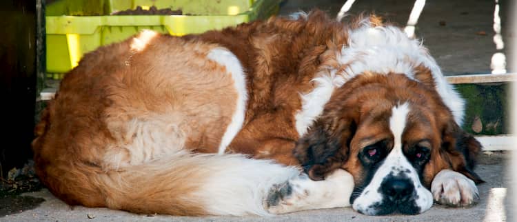 st bernard dog names