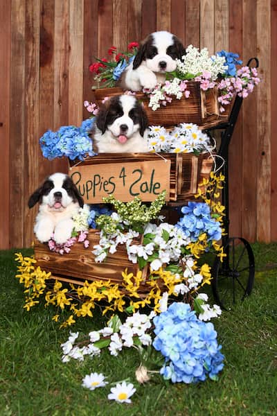 st bernard puppies female and male