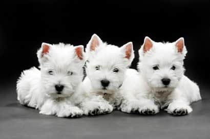 westy small dogs