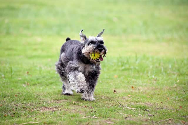 black and grey schnauzer male