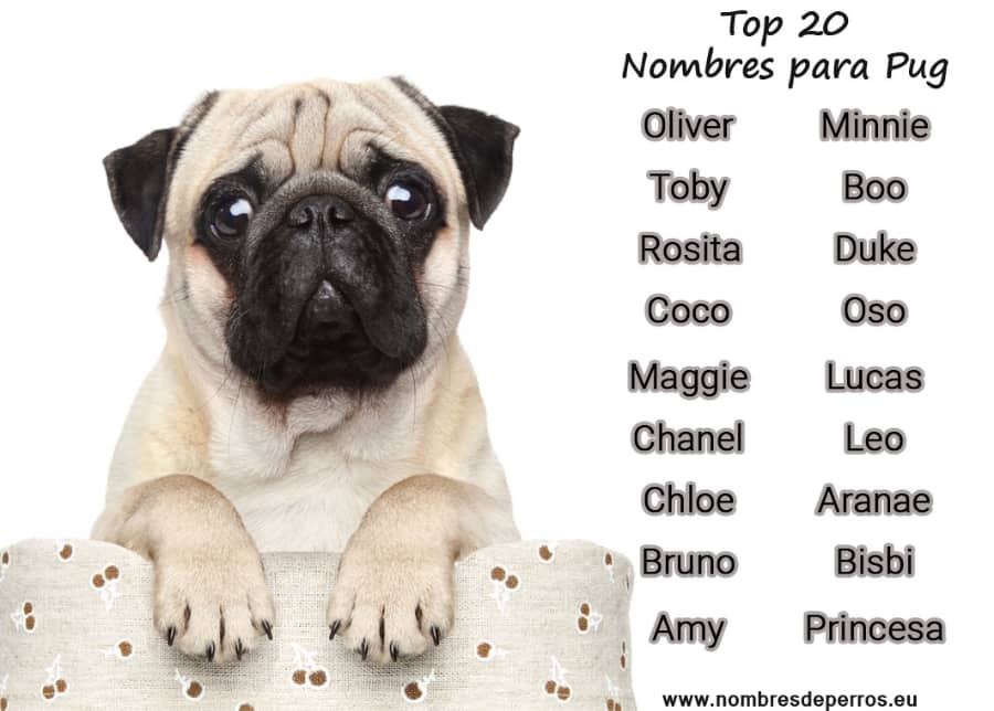 Names For Dogs Pug At Savannah Buckmaster Blog