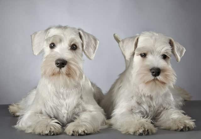 two schnauzer adult