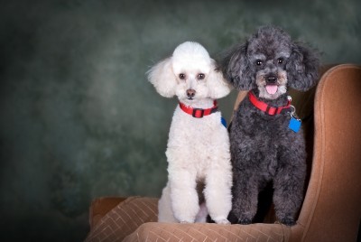 white female poodle and black male