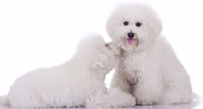 bichon frise pair