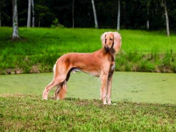 best arabic names for dogs