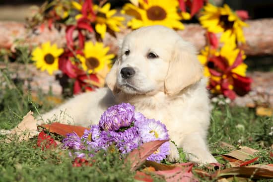 golden retriever puppy with some flowers