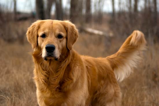 male dog golden retriever breed