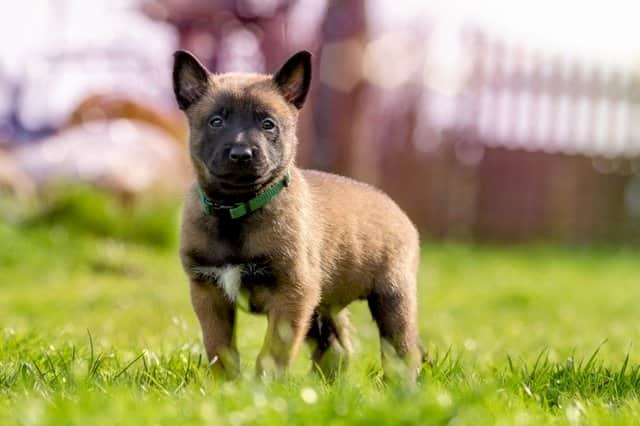 Belgian puppy with 2 months