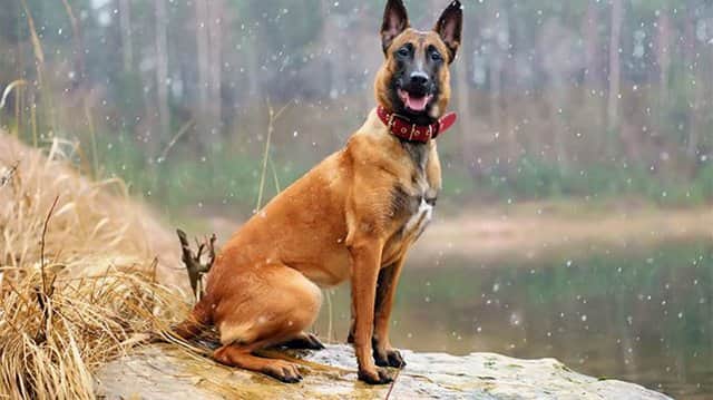 105+ Belgian dog names | Dognames.info