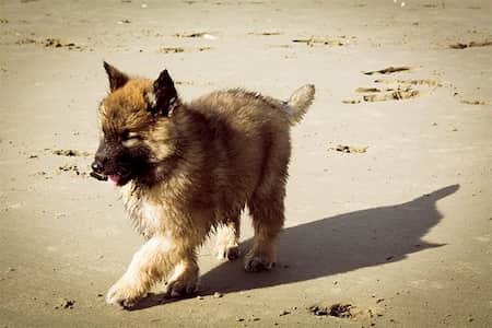best Belgian names for puppies