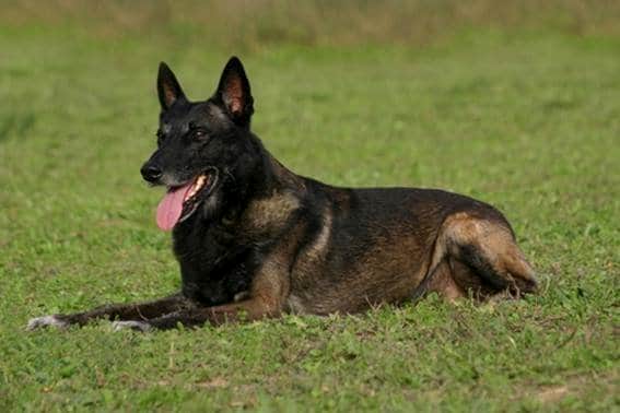 names for belgian shepherds