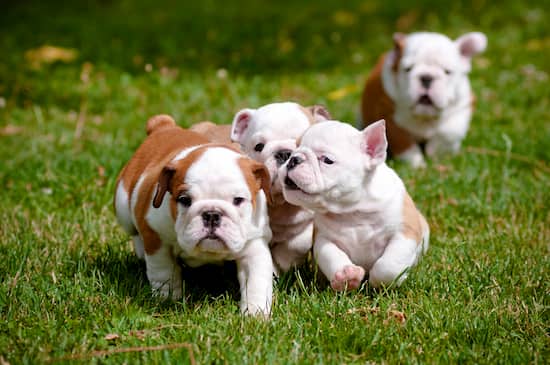 4 bulldog puppies with 2 months