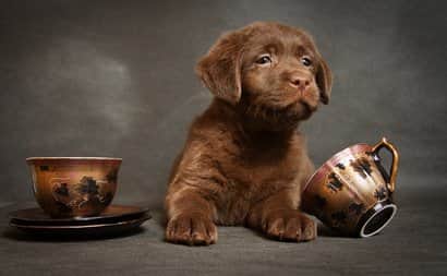 Chocolate Labrador Retriever Puppy 