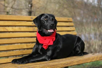 black labrador male with 2 years 
